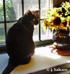 Gypsy Rose in my last home - in the 1742 dining room