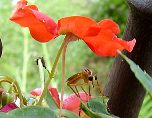 Robber Fly - Hanging Thief