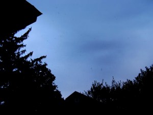 Swifts Eating on the Fly