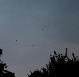 Chimney Swifts Flying Overhead