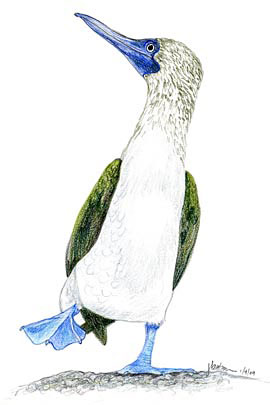 bluefootedbooby