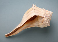 seashell2