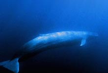 blue-whale