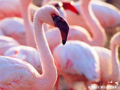 WingedMigration-flamingos