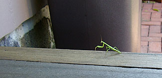 PrayingMantis-OnStep