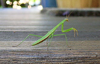 PrayingMantis