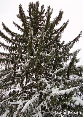 Snow-BlueSpruce1-27-11