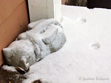 Snow-Kitty1-27-11