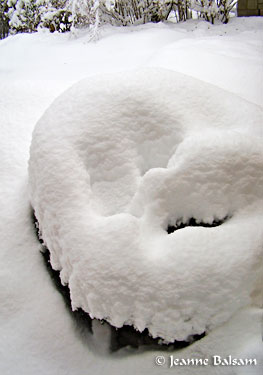 Snow-RoundShrub1-27-11