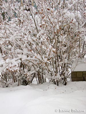 Snow-TallBushes1-27-11