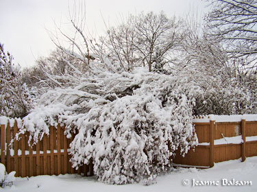 Snow-WeepingBushes1-27-11