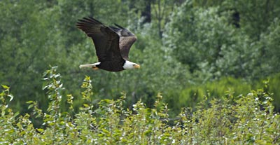 BaldEagle2