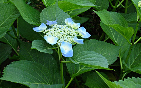 Hydrangea-Budding2