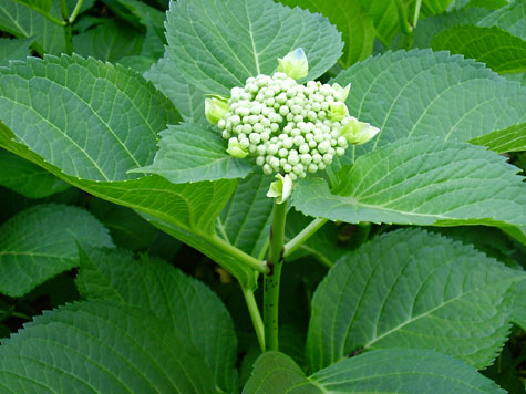 HydrangeaBuds2