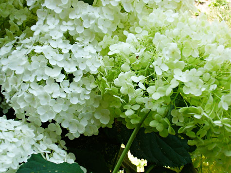 Hydrangeas-2White2