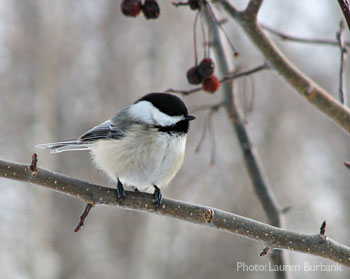 Chickadee2