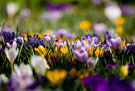 Crocus2