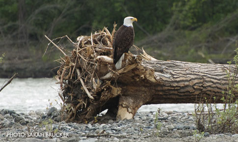 BaldEagle-DeadTreeAlaska2