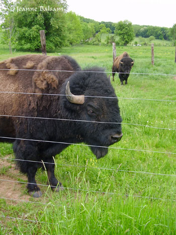 Buffalo-BreederBull2