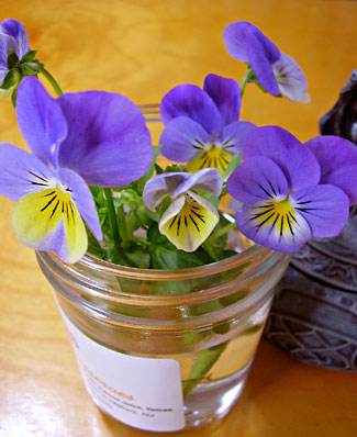 MiniPansies2