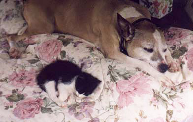 Claude-KittenWithChloe2