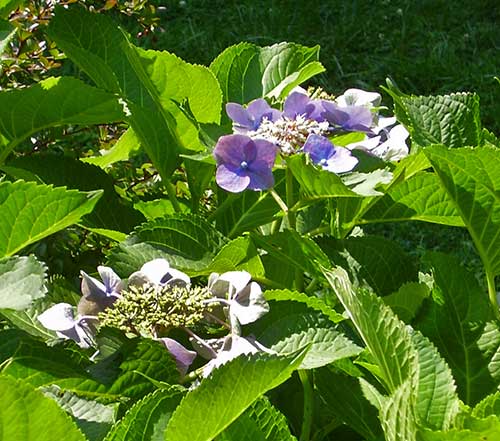 EndSummer-Hydrangea2