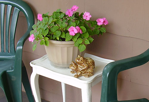 EndSummer-Impatiens2