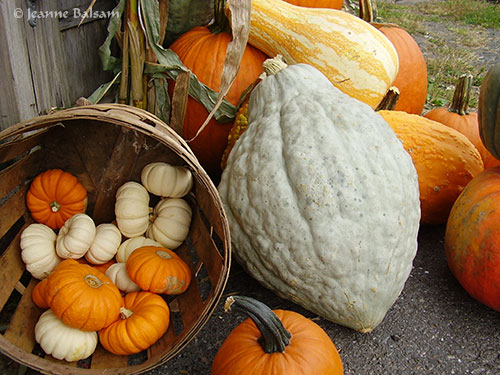 Farmstand-Gourds2