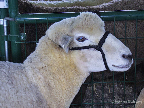 SheepShow-WhiteSheep2