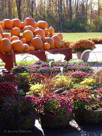 MelicksFarm-PumpkinsMums2