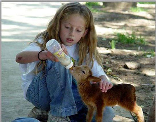 BabyGoatGirl-Bottlefeed2