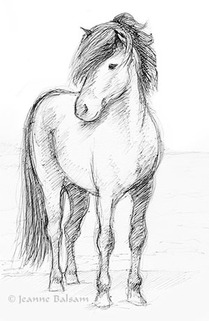 JBalsam-Horse-WatersEdge2