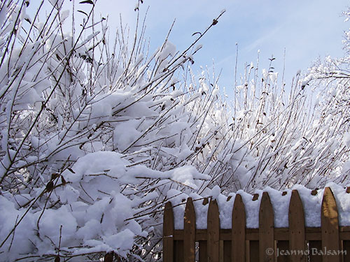 Snow-Feb4-BushesFence2