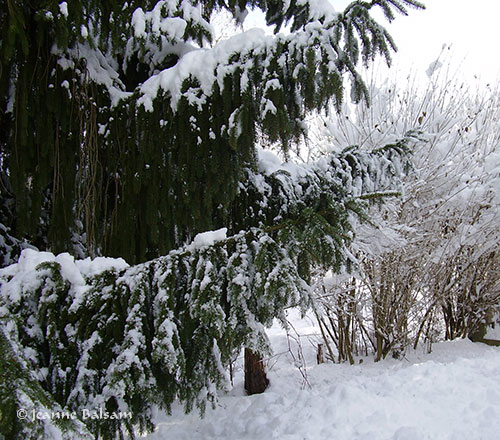 SnowFeb4-BlueSpruce2