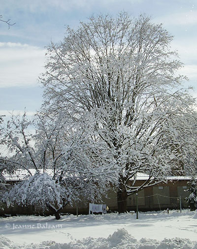 SnowFeb4-LaundryOut2