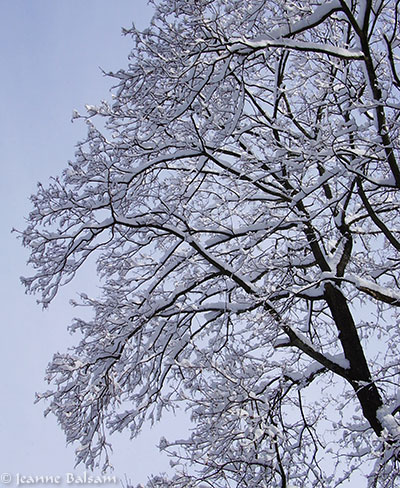 SnowFeb4-SecondTree2