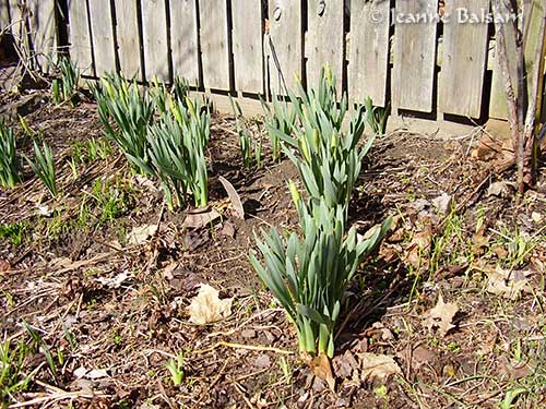 Spring-DaffodilsWaiting2
