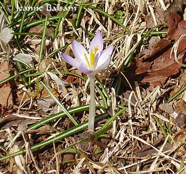 Spring-LoneCrocus2