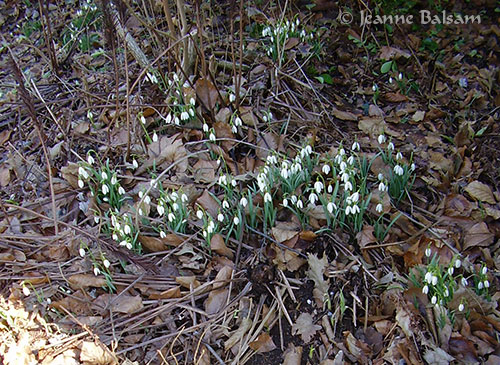 Spring-Snowdrops2