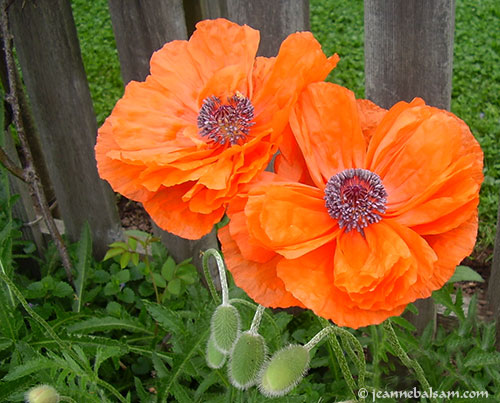 Poppies2