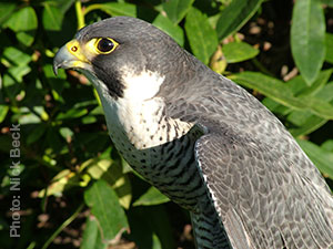 PeregrineFalcon2