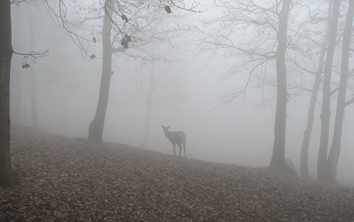 FoggyWoods-Deer2