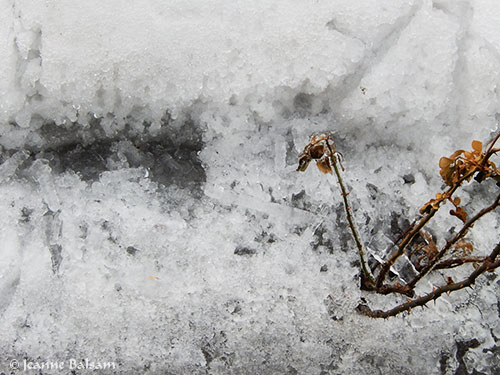 WinterTextures-RoseBush2