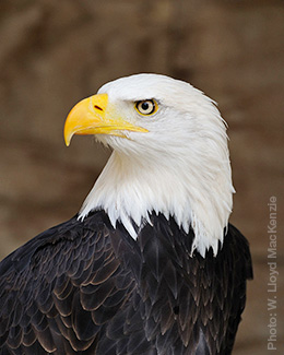 BaldEagle-Headshot2