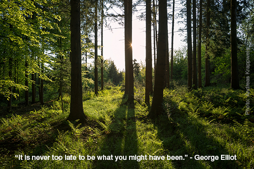 Sunlight in Spring Forest, Bavaria, Germany