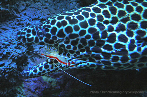 CleanerShrimpMorayEel2