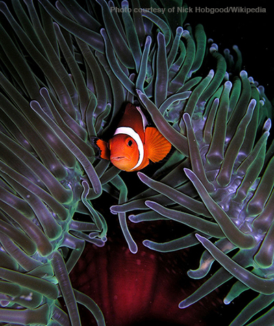 Clownfish-Nick Hobgood2