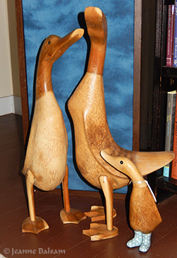 IndianRunnerDucksBaby2