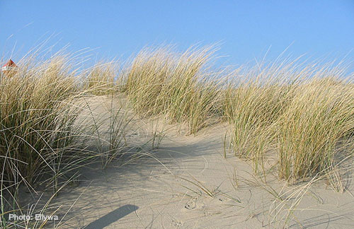 DuneGrass-Ellywa2
