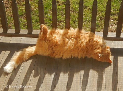 PumpkinSleepingOnPorch2
